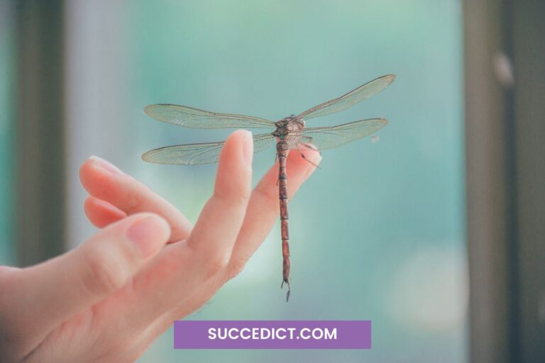 10 Spiritual Meaning of Dragonflies Embracing Transformation and