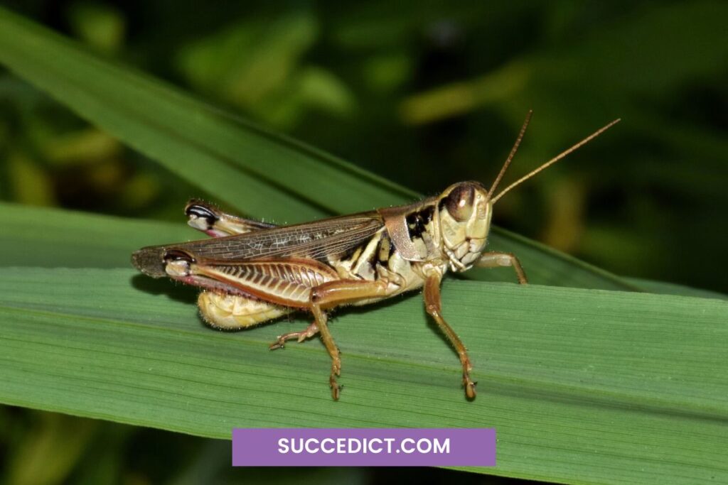 spiritual meaning of grasshopper